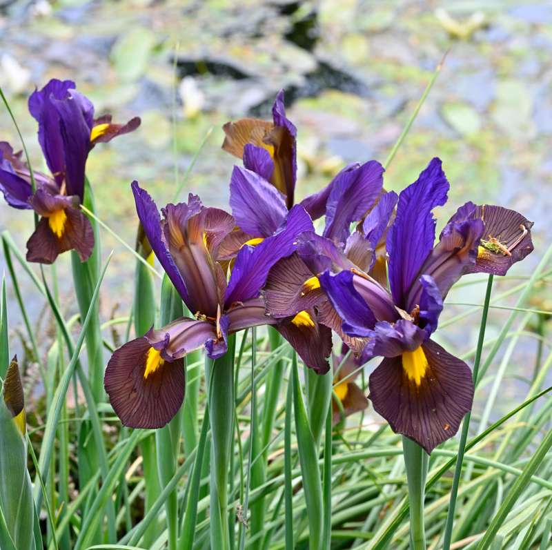 Iris Hollandica 'Eye of the Tiger'